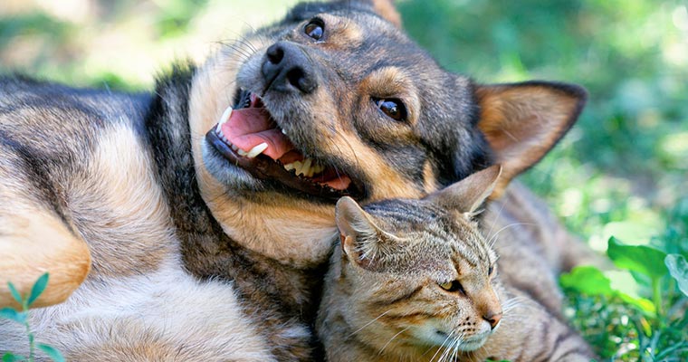 dog and cat palying on grass
