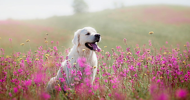 dog in pink flowers 