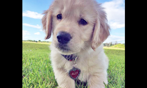 Pet of the Week
