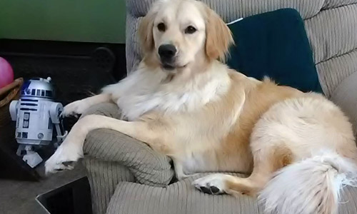 Pet of the Week