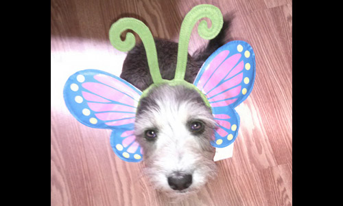 Pet of the Week