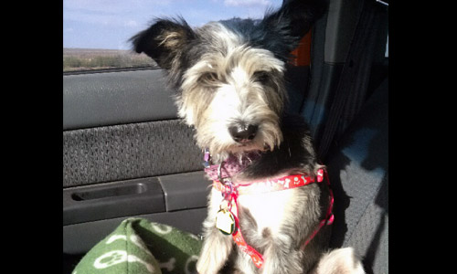 Pet of the Week