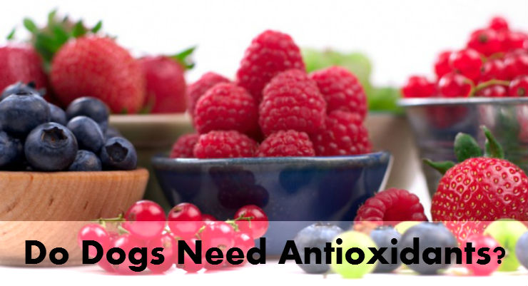Antioxidant Berries