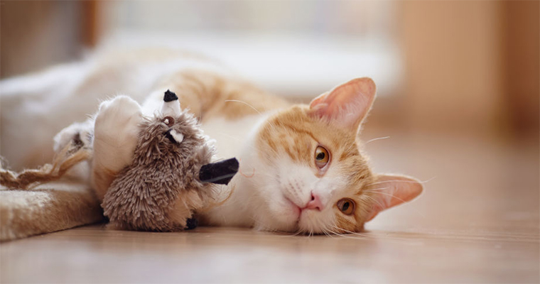 Are You Ready For A New Pet?