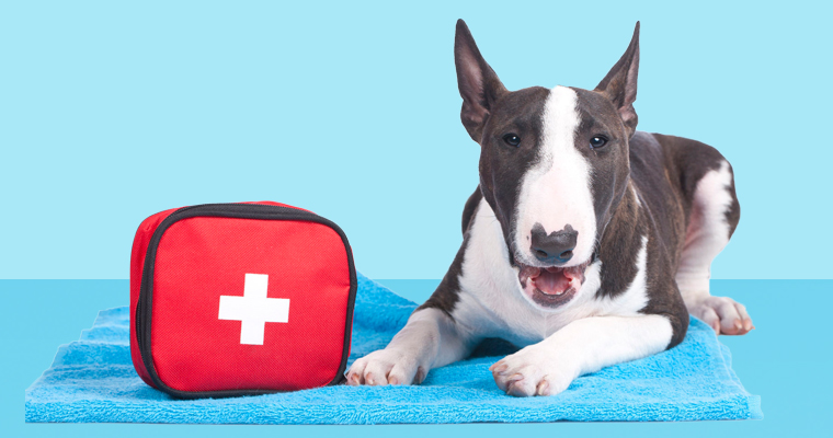 A image of a dog first aid in blue background