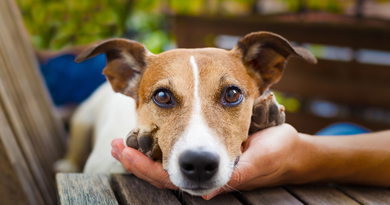 A image of a cue dog looking at you