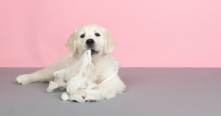 A imgage of a dog is eating paper