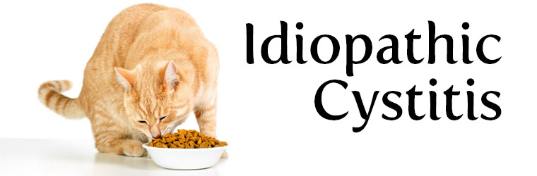 Idiopathic Cystitis