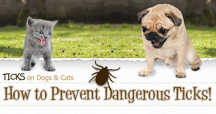 How to Prevent the Danger from Ticks!