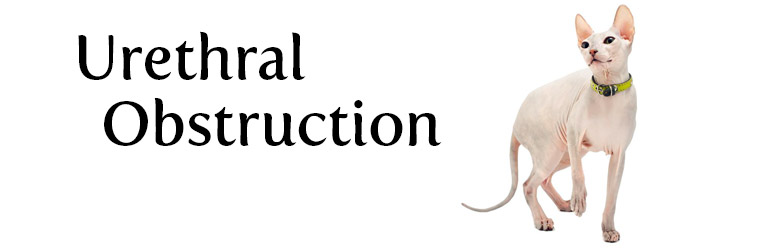 Urethral Obstruction