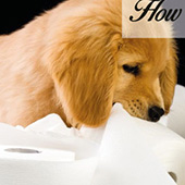 link to
 How To Potty Train Your Puppy