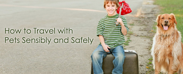 How to Travel with Pets Sensibly and Safely