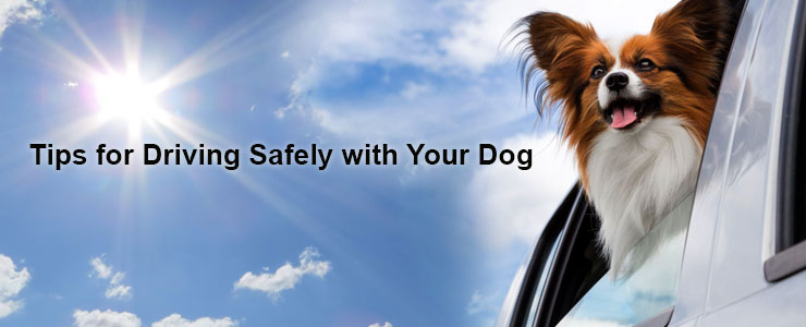 Cars and Canines: Driving Safely with Your Dog