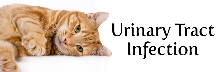 UTI