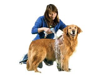 Bathing Your Pet