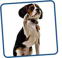 Beaglier
