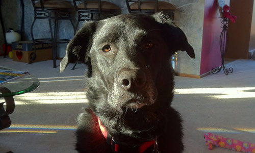 Pet of the Week