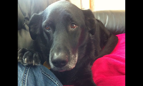 Pet of the Week