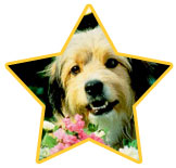 Benji