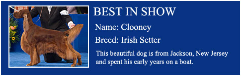 Best in Show