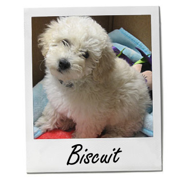 Biscuit