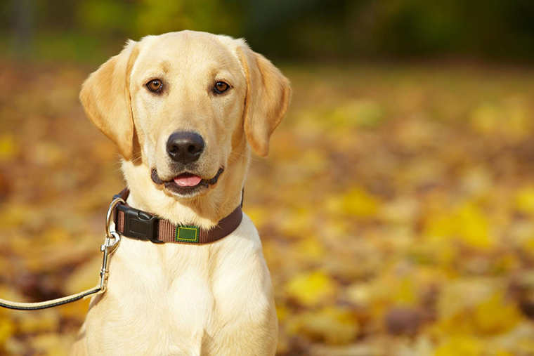 Labrador Retriever 