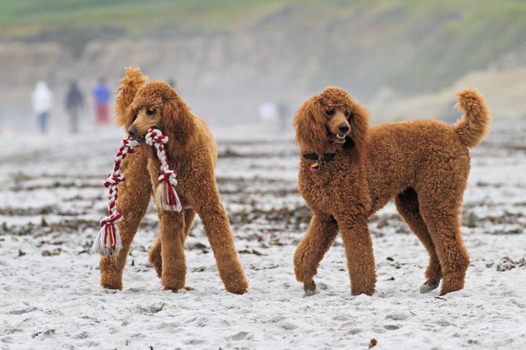 Beach Doge