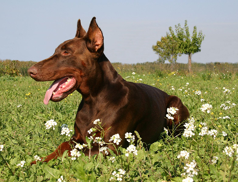 Doberman Pinscher 