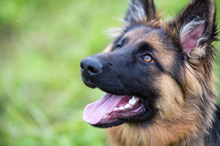 German Shepherd 