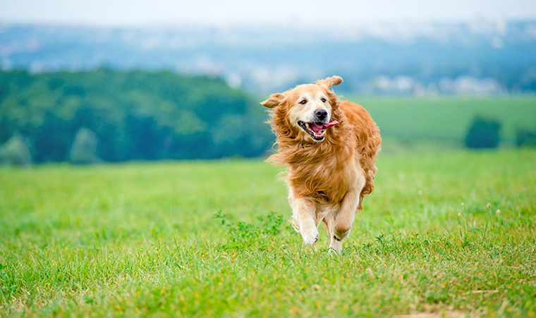 Golden Retriever