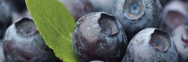 Supplements for pets with hip and joint problems