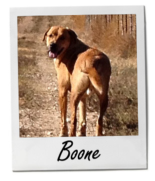 Pet of the Week photo