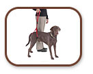 Bottoms Up Leash