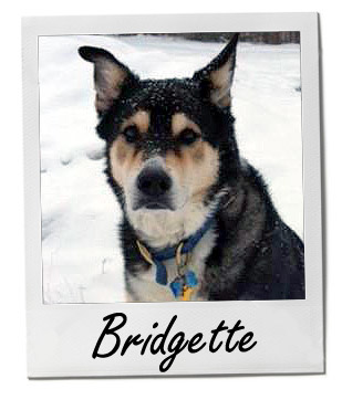 Pet of the Week photo