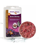 Brine Shrimp