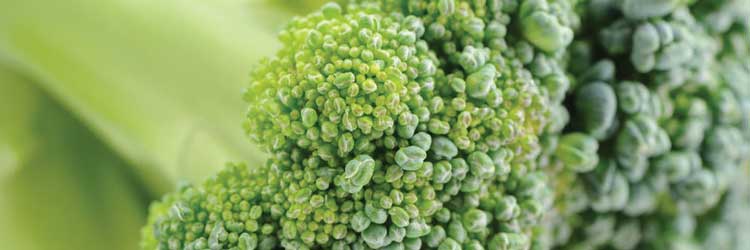 Supplements for pets with hip and joint problems