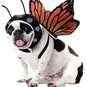 link to My Dog has Fleas: How Do I Get Rid Of Them?