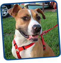 Bull Boxer