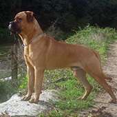 link 10 Most Protective Dog Breeds