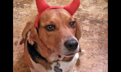 Pet of the Week