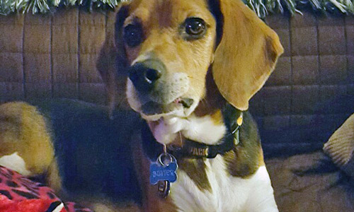 Pet of the Week