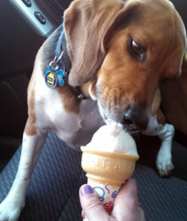 Pet of the Week