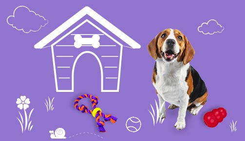 Dog with toy