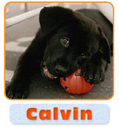 Calvin