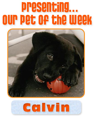 Pet of the Week winner