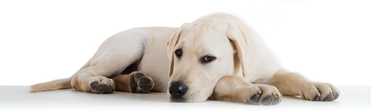 Sick Dog, Parvovirus