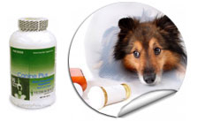 Canine Plus