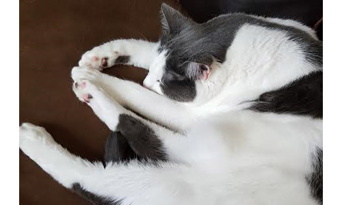Pet of the Week