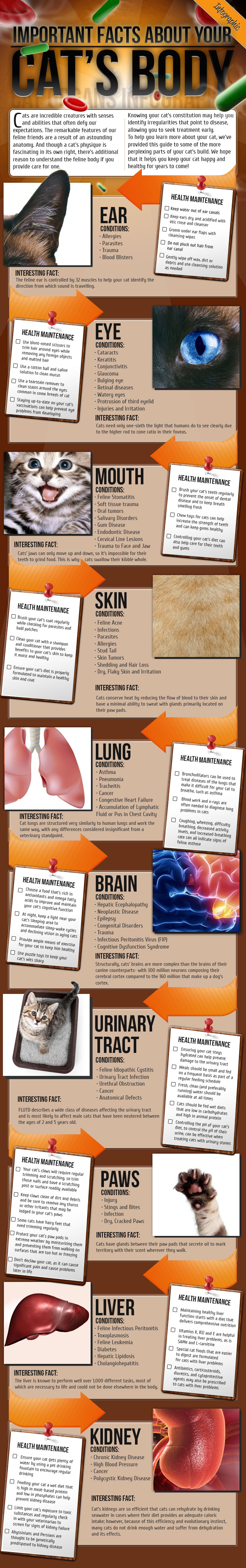 Important facts about your cat's body