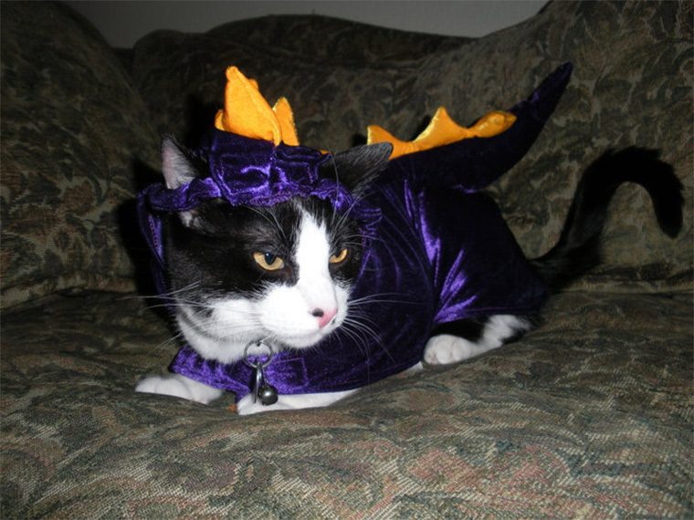 Finding The Perfect Halloween Costume For Your Pet
